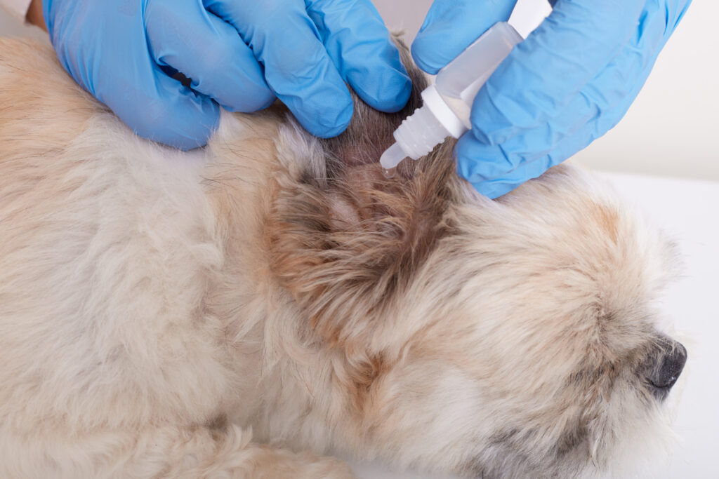 healing dog ear