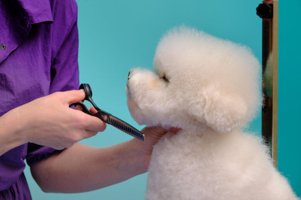fluffy dog hair cut