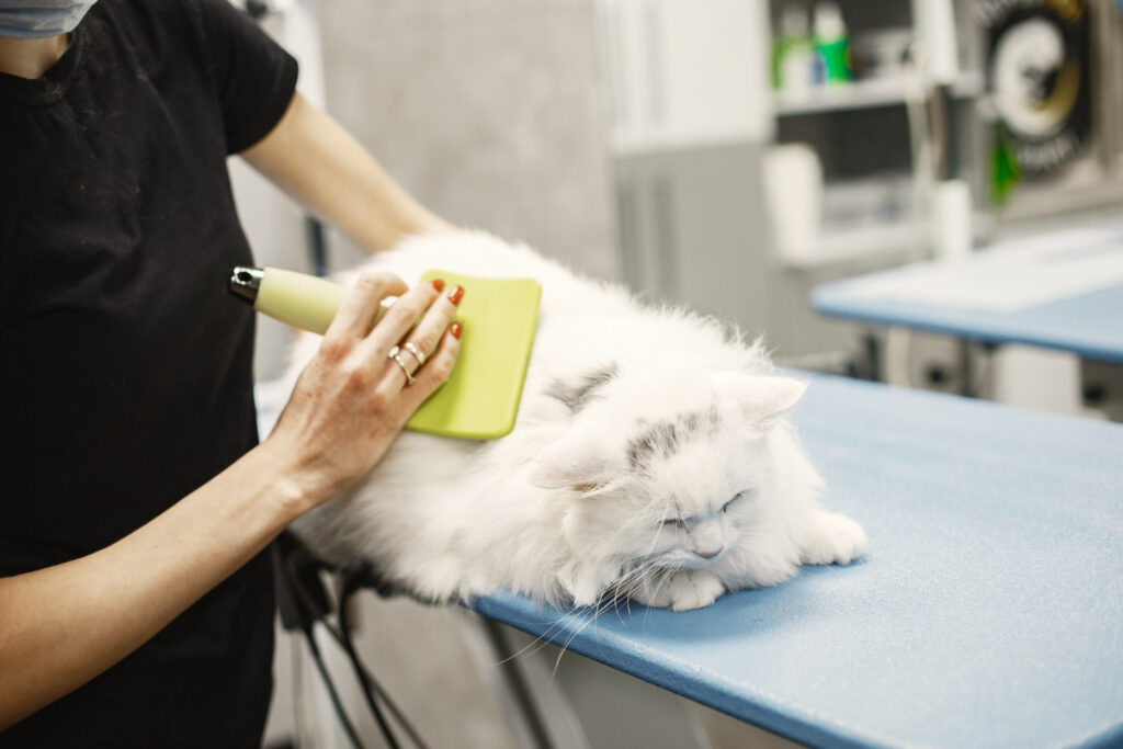 combing a fluffy cat