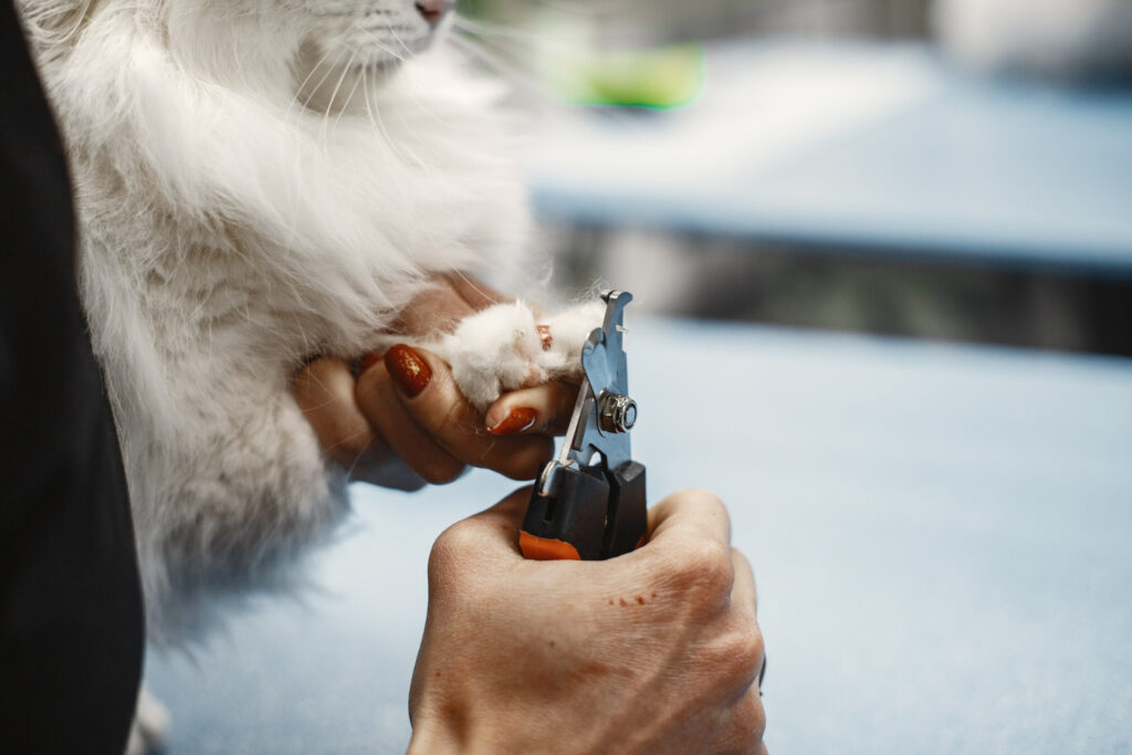 cat nails clipped