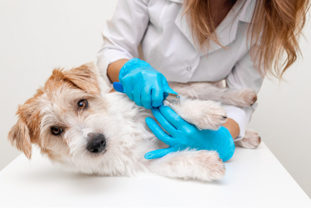 combing a dog