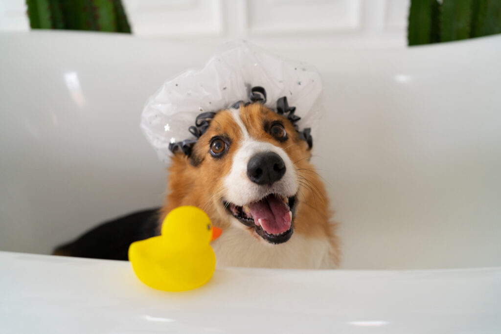 cute dog having a bath with a yellow duck