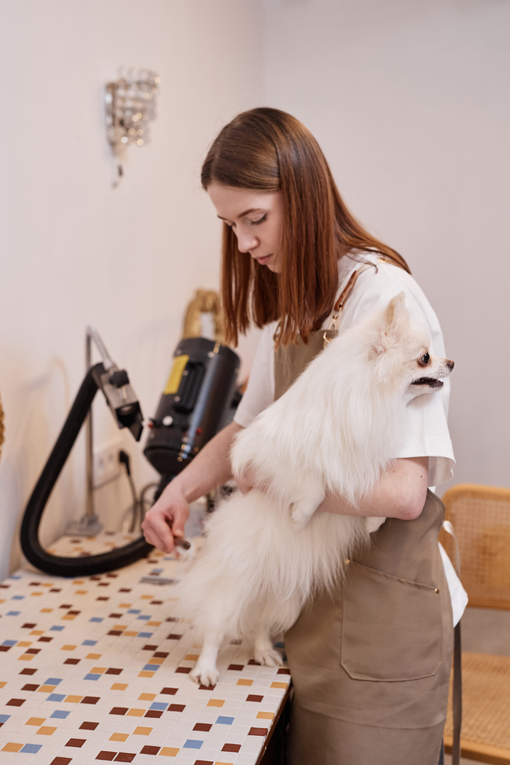 Woman Grooming Cute Pomeranian Dog